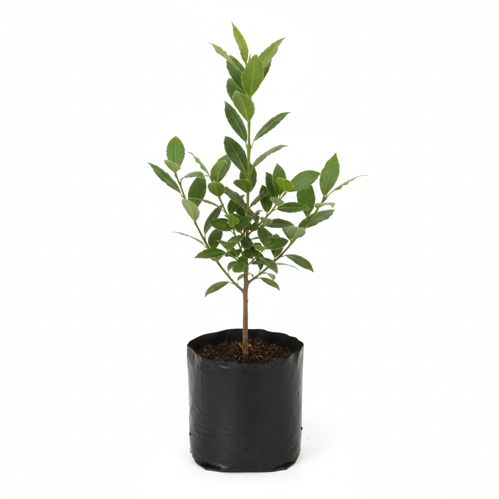 Planta ornamental Laurel Verde - Vivero ORNAPLANT Cuautla