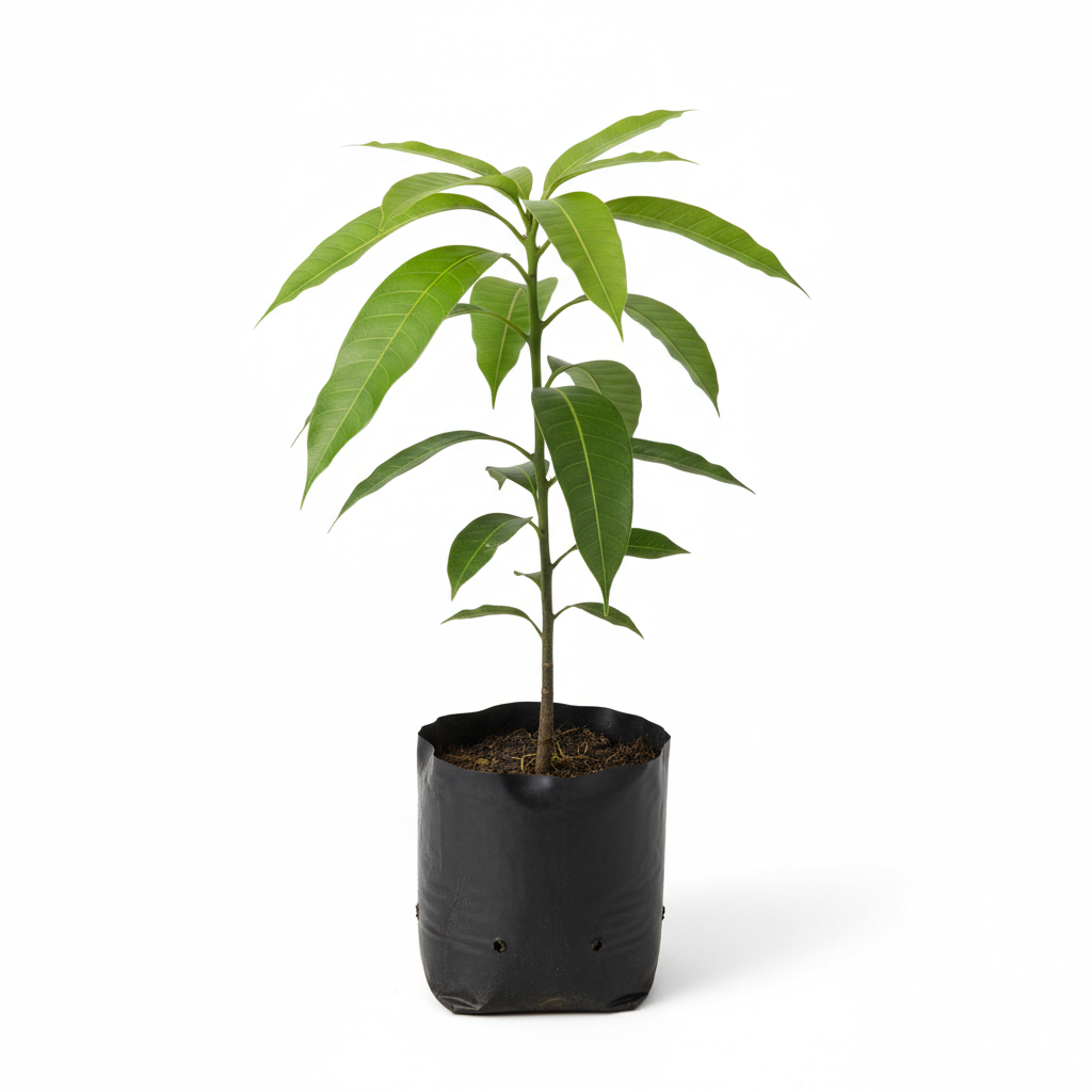 Planta ornamental Mango - Vivero ORNAPLANT Cuautla