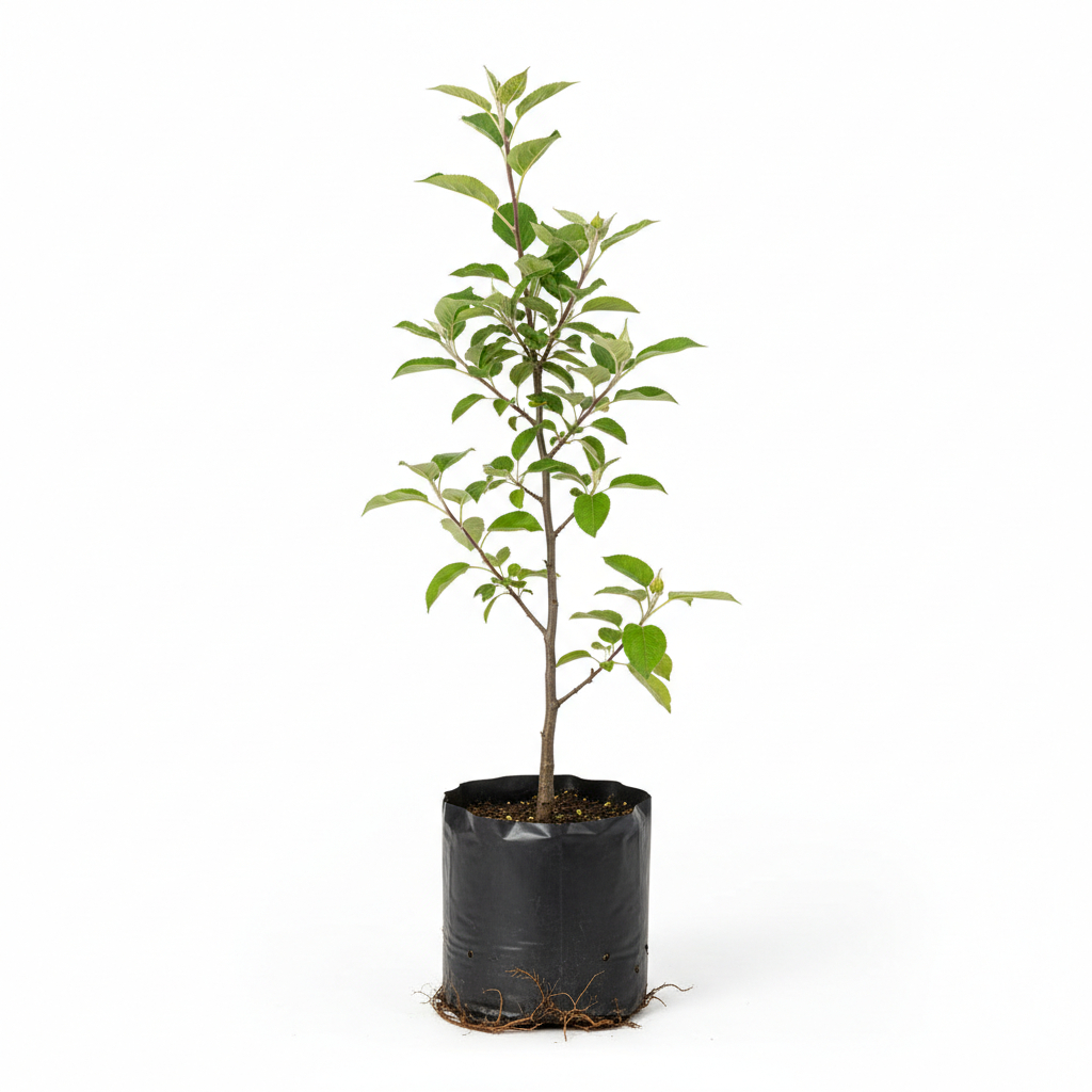 Planta ornamental Manzana California - Vivero ORNAPLANT Cuautla