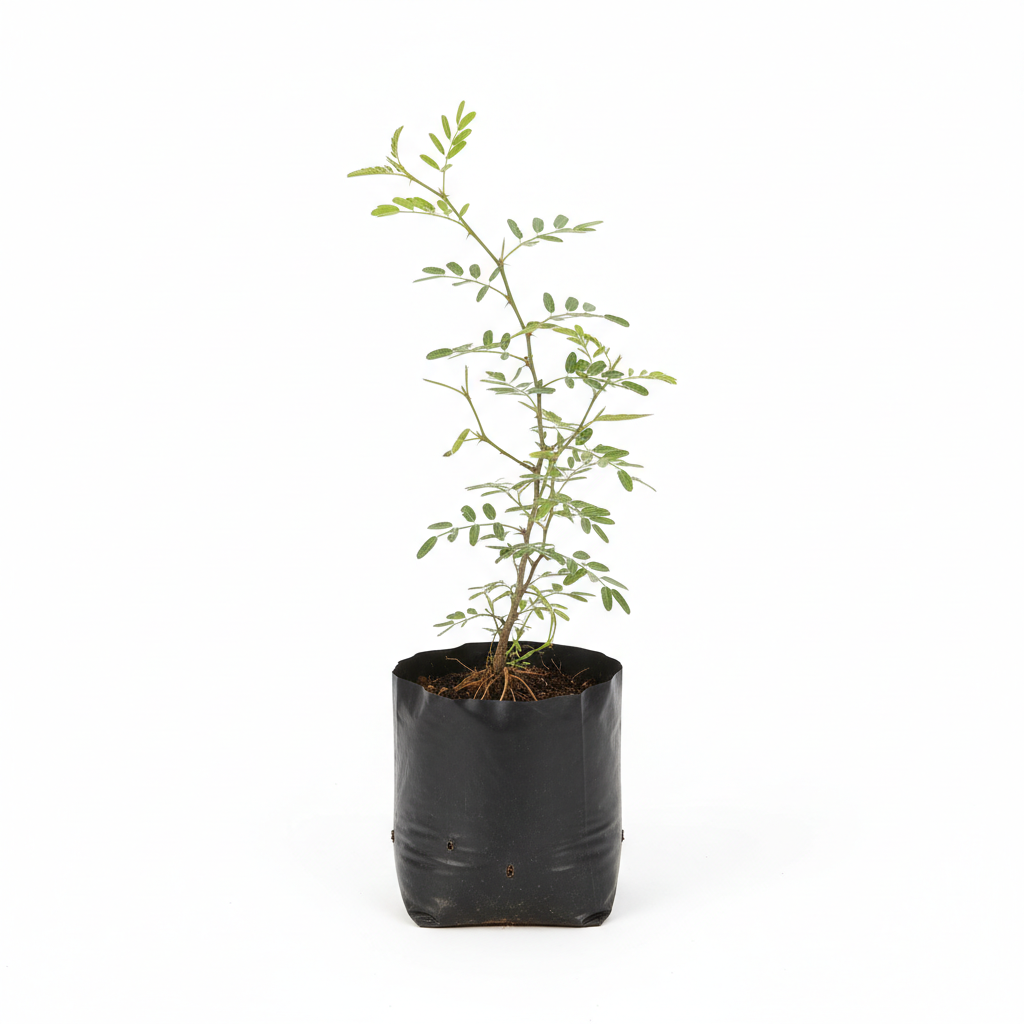 Planta ornamental Mezquite - Vivero ORNAPLANT Cuautla