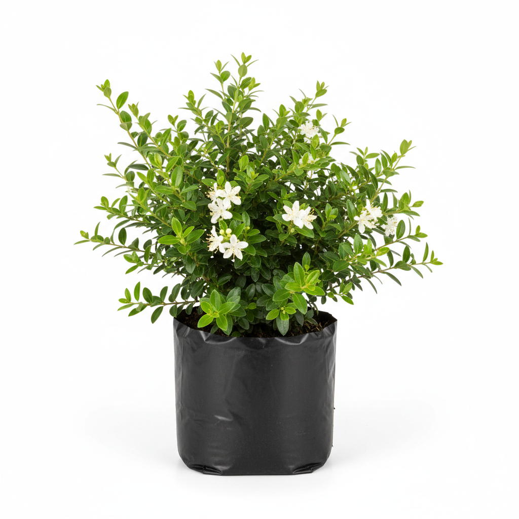 Planta ornamental Mirto - Vivero ORNAPLANT Cuautla