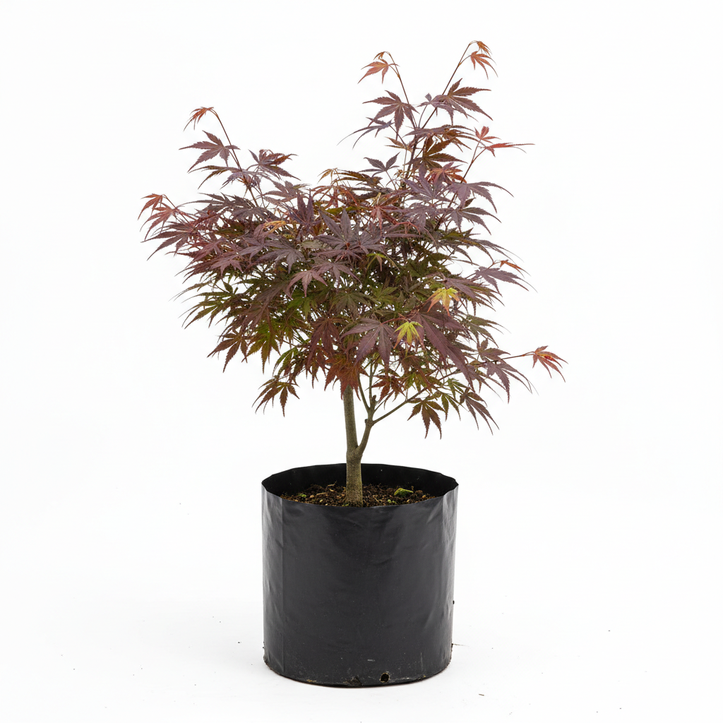 Planta ornamental Maple Japones - Vivero ORNAPLANT Cuautla