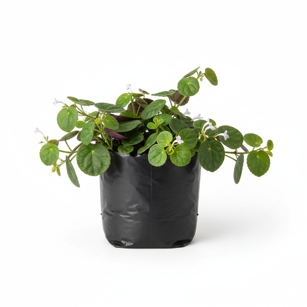 Planta ornamental Moneda - Vivero ORNAPLANT Cuautla