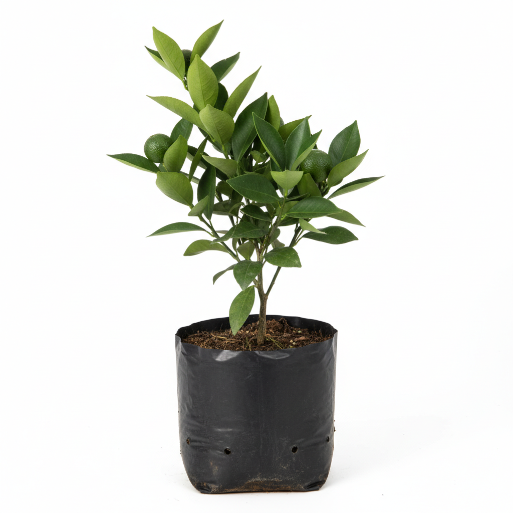 Planta ornamental Mandarina Piñatera - Vivero ORNAPLANT Cuautla