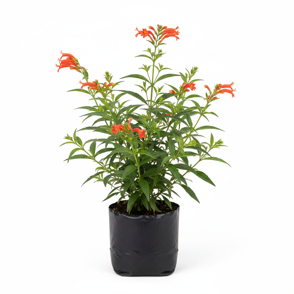 Planta ornamental Muicle - Vivero ORNAPLANT Cuautla