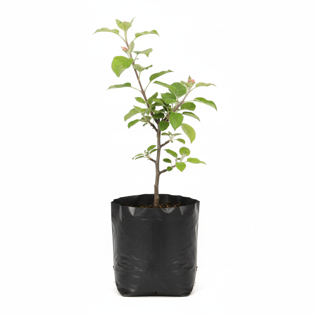 Planta ornamental Manzana Verde - Vivero ORNAPLANT Cuautla