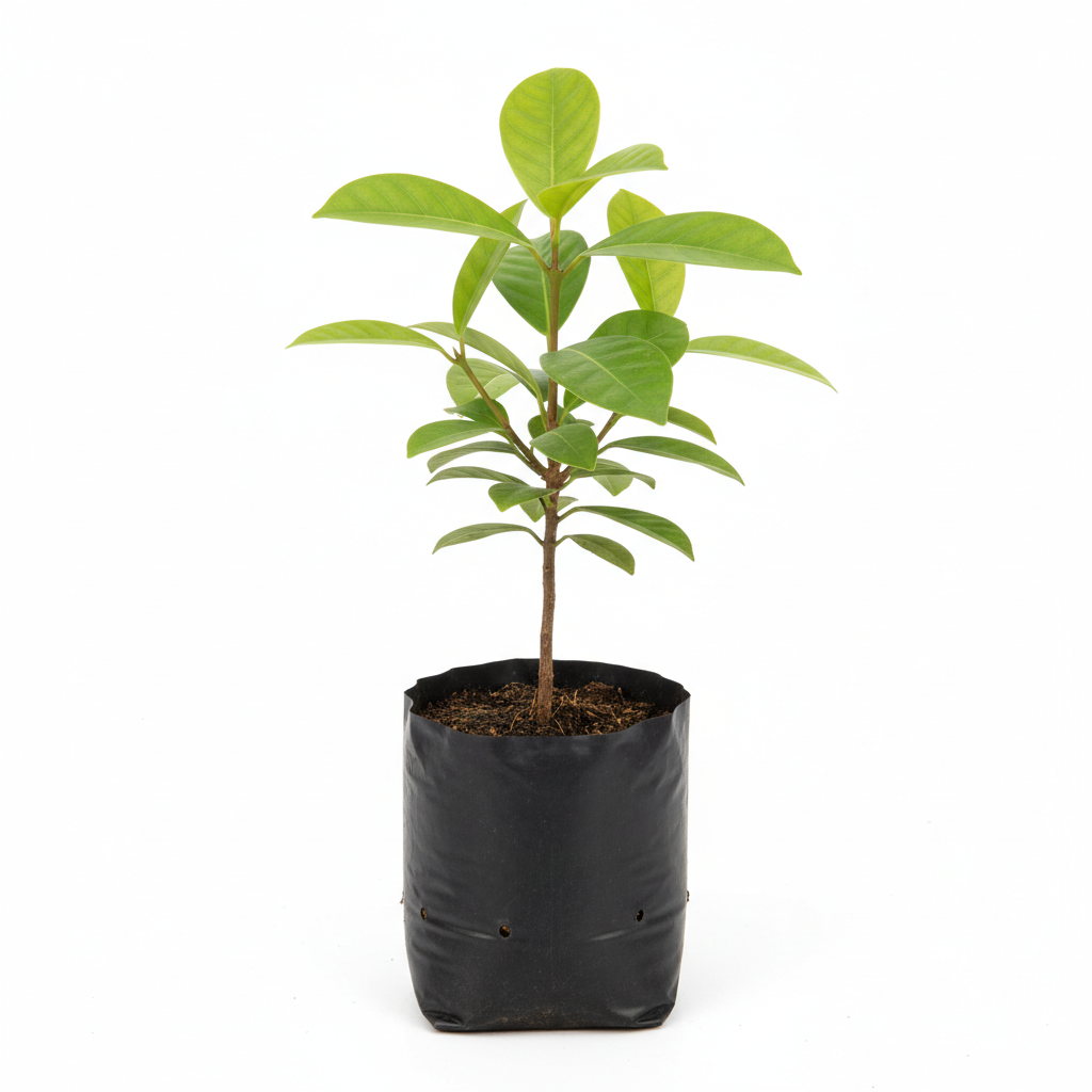 Planta ornamental Nanche - Vivero ORNAPLANT Cuautla