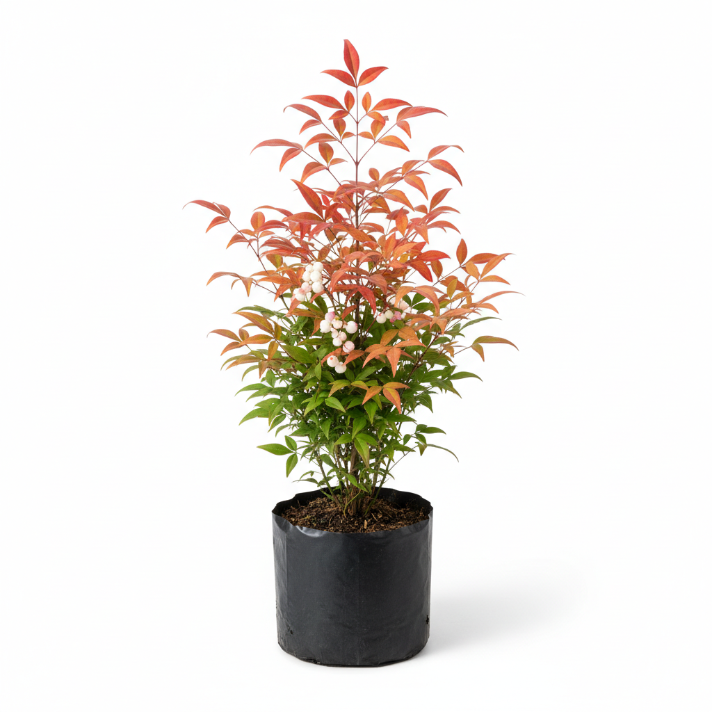 Planta ornamental Nandina - Vivero ORNAPLANT Cuautla