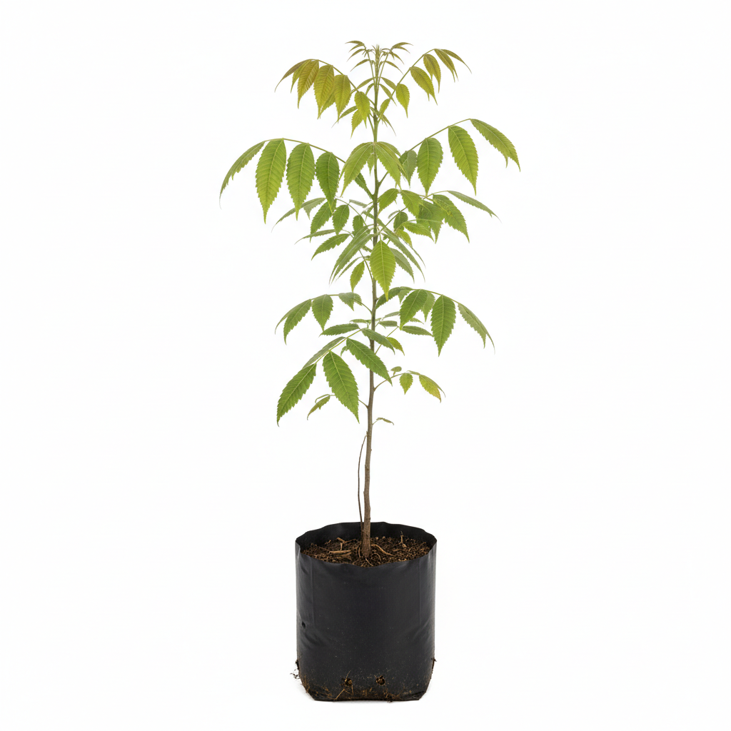 Planta ornamental Nogal Cascara De Papel - Vivero ORNAPLANT Cuautla