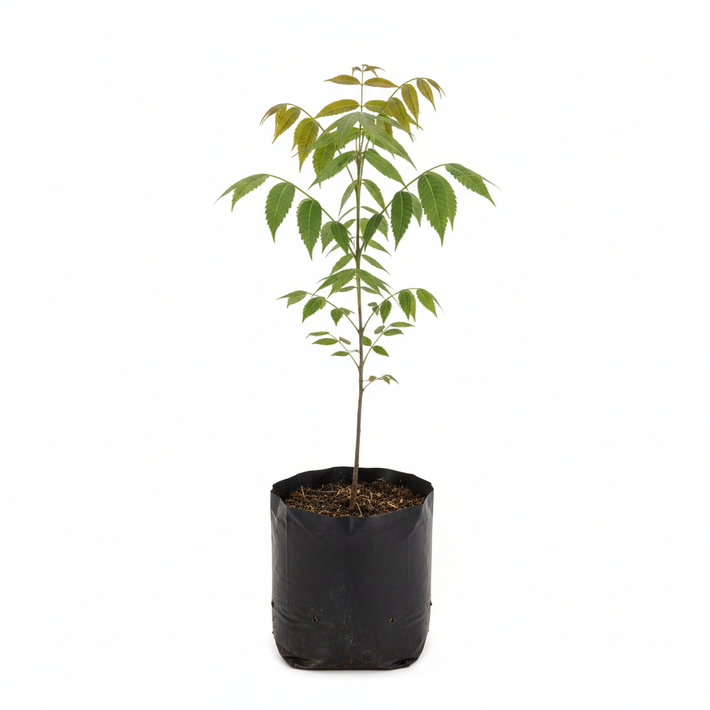 Planta ornamental Nuez Cascara De Papel - Vivero ORNAPLANT Cuautla