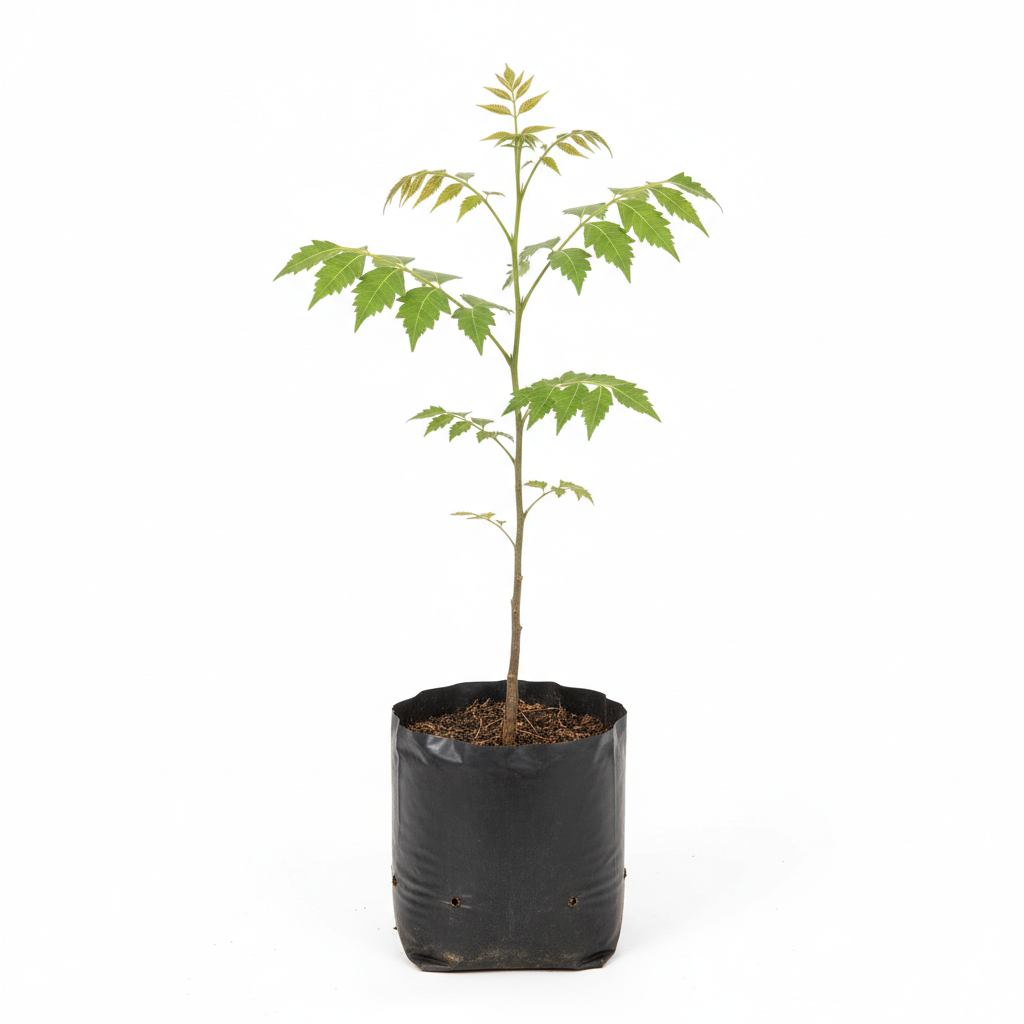 Planta ornamental Neem - Vivero ORNAPLANT Cuautla
