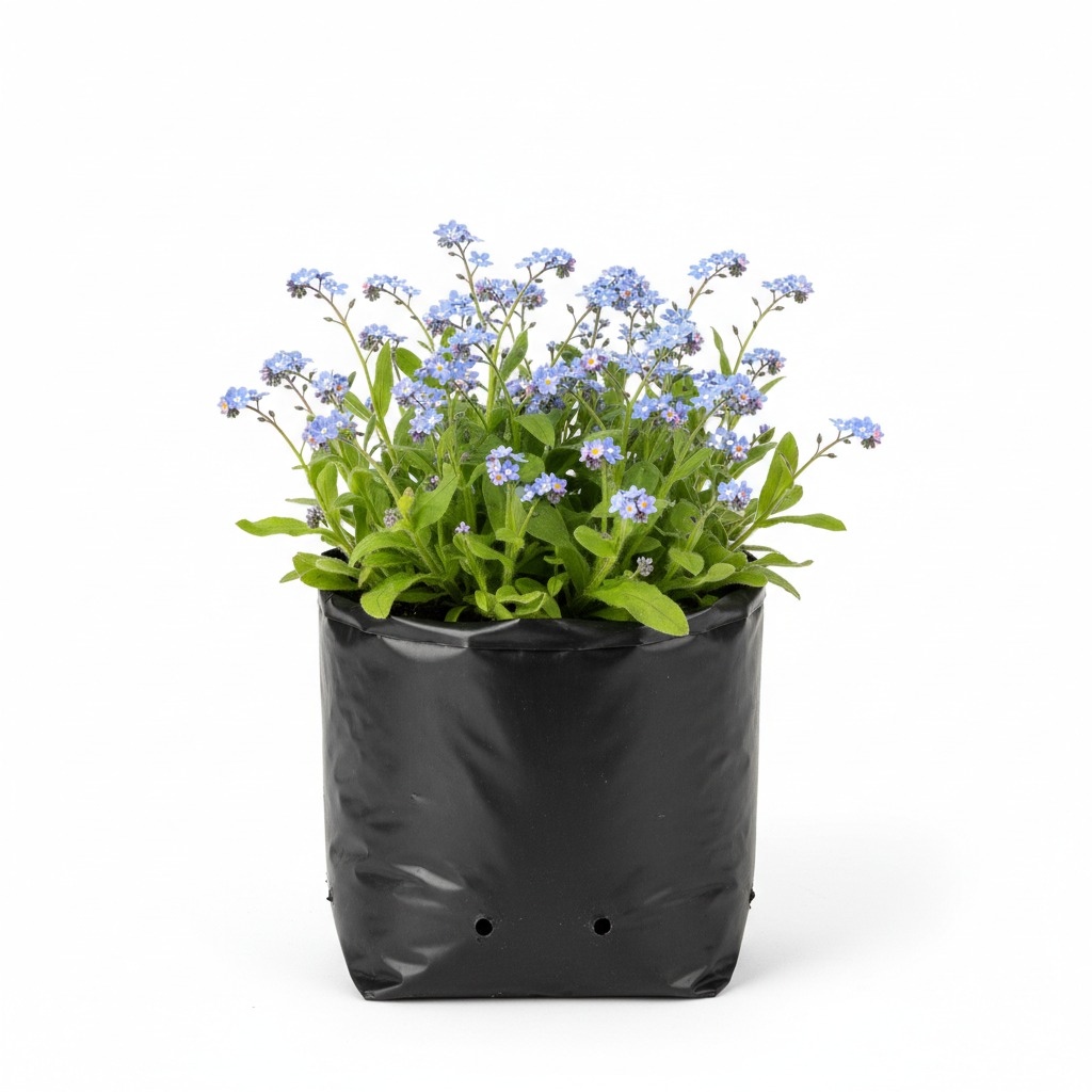 Planta ornamental No Me Olvides - Vivero ORNAPLANT Cuautla
