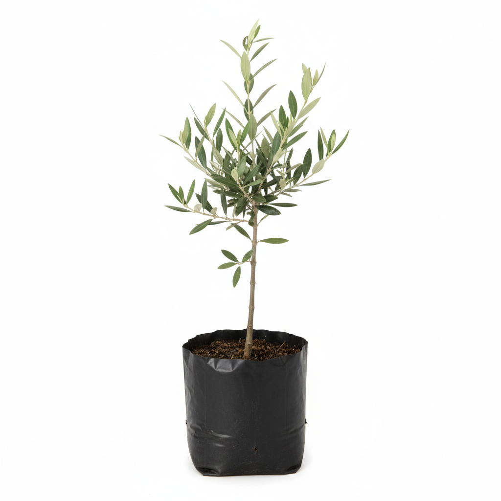 Planta ornamental Olivo De Fruta - Vivero ORNAPLANT Cuautla