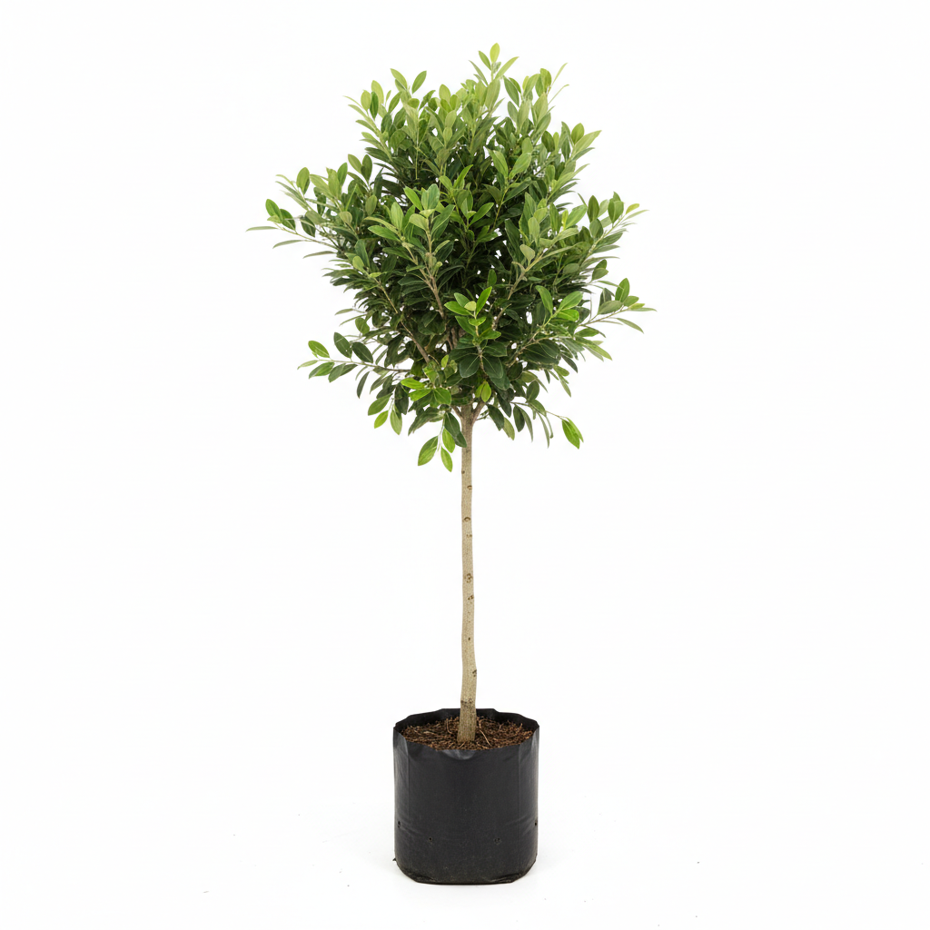 Planta ornamental Olivo Negro - Vivero ORNAPLANT Cuautla