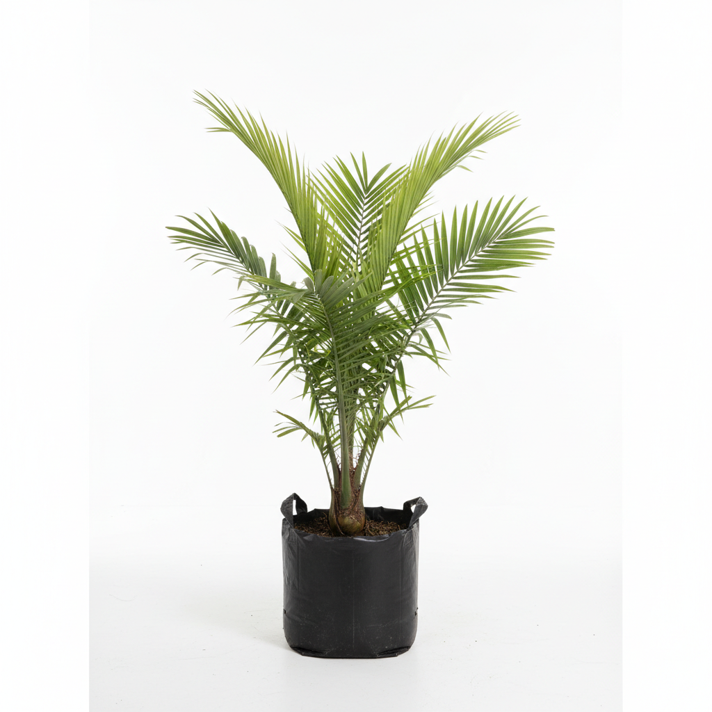 Planta ornamental Palma Abanico - Vivero ORNAPLANT Cuautla