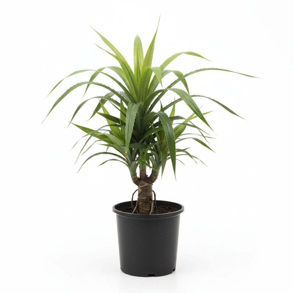 Planta ornamental Pandanus - Vivero ORNAPLANT Cuautla
