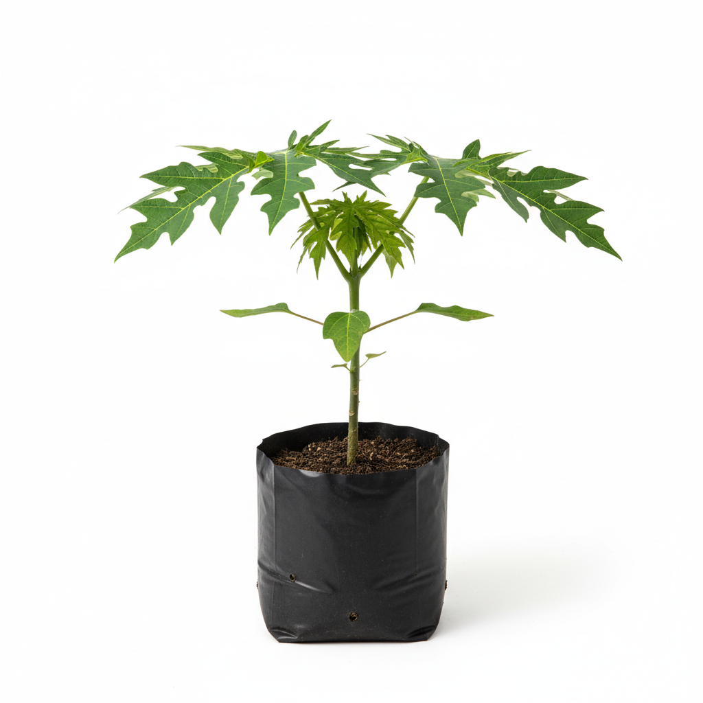 Planta ornamental Papaya - Vivero ORNAPLANT Cuautla