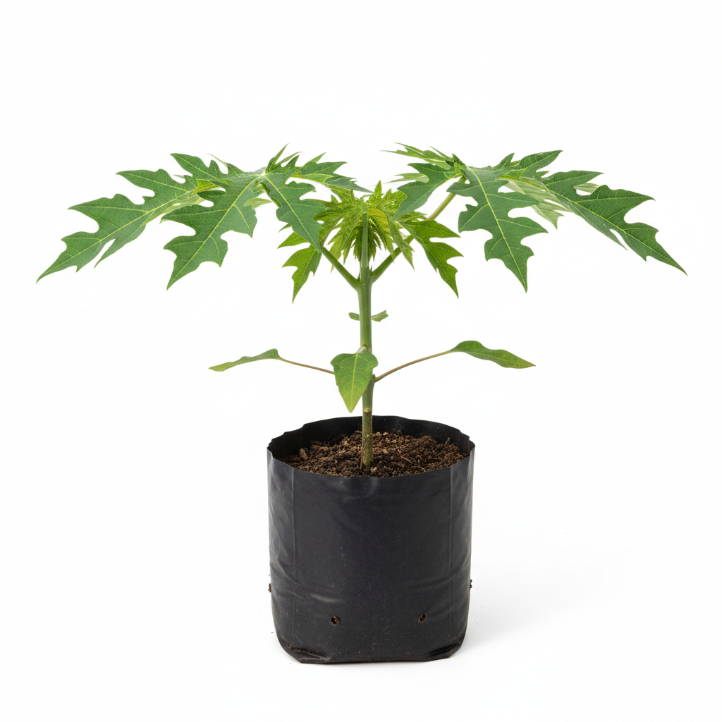 Planta ornamental Papaya Maradol - Vivero ORNAPLANT Cuautla
