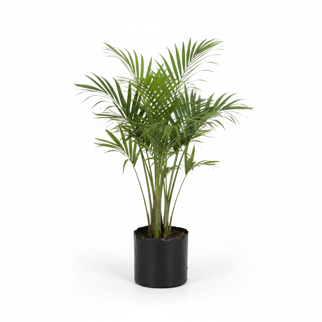 Planta ornamental Palma Areka - Vivero ORNAPLANT Cuautla