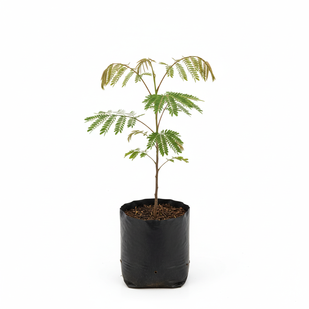 Planta ornamental Parota - Vivero ORNAPLANT Cuautla