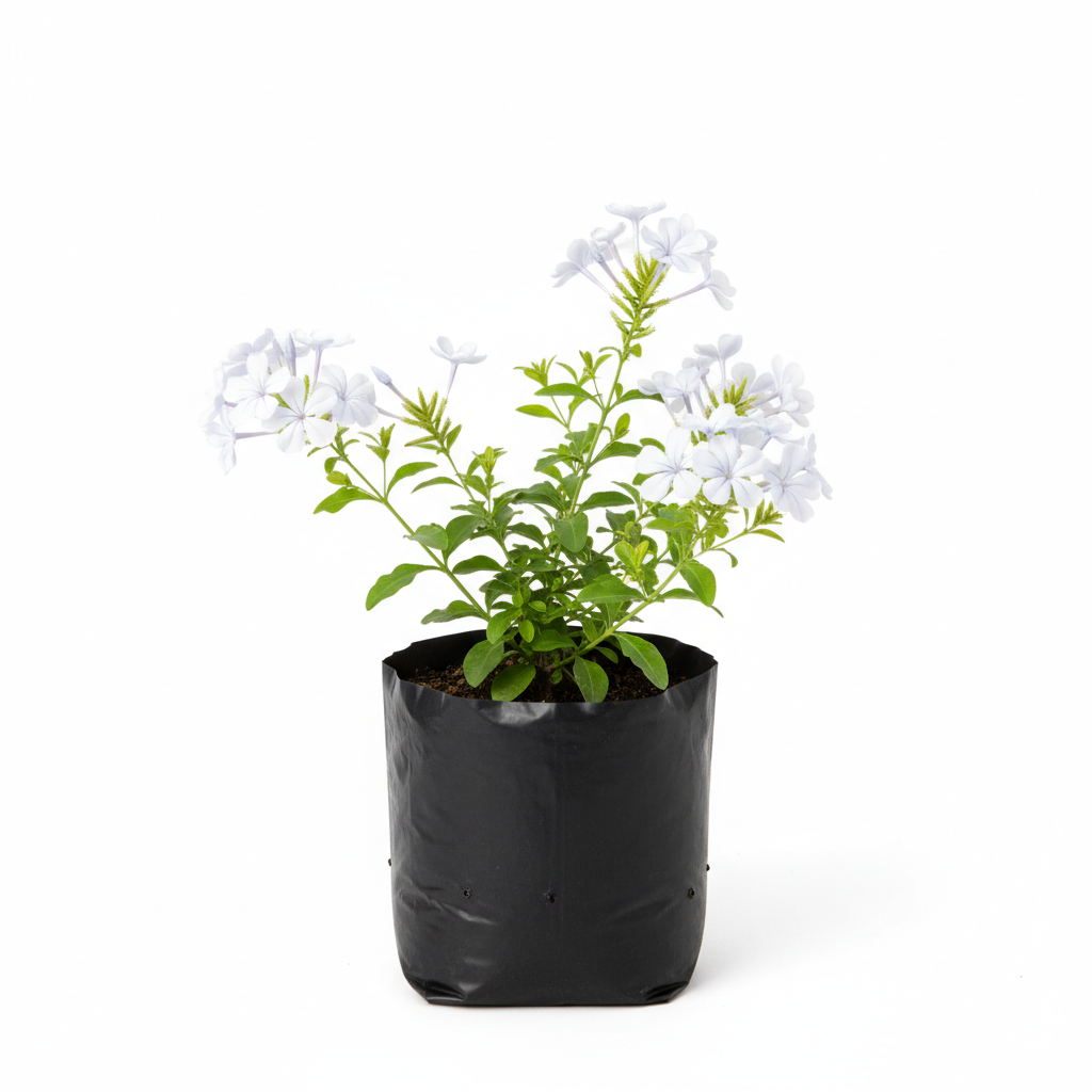 Planta ornamental Plumbago Blanco - Vivero ORNAPLANT Cuautla