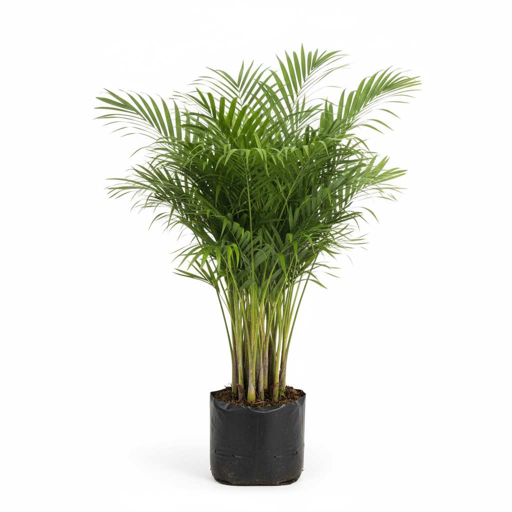 Planta ornamental Palma Bambu - Vivero ORNAPLANT Cuautla