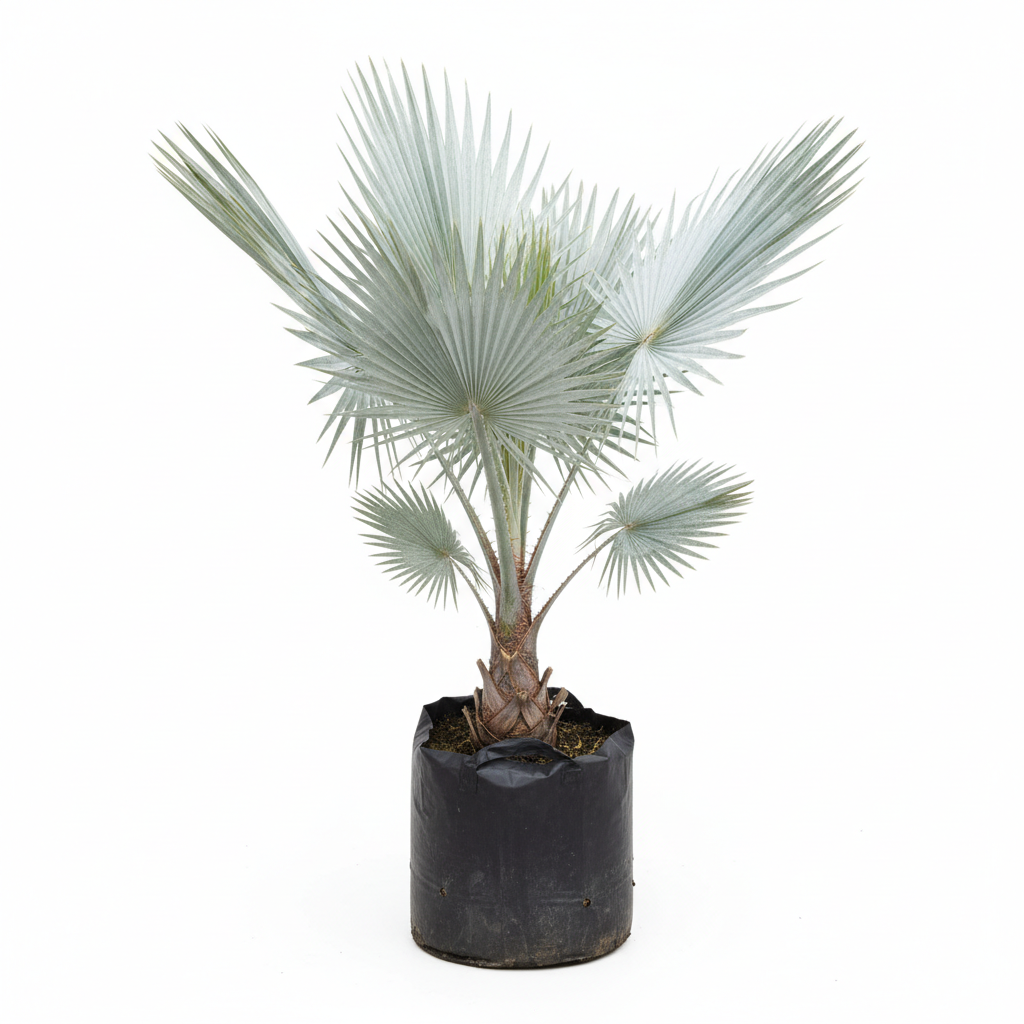 Planta ornamental Palma Bismarquia - Vivero ORNAPLANT Cuautla
