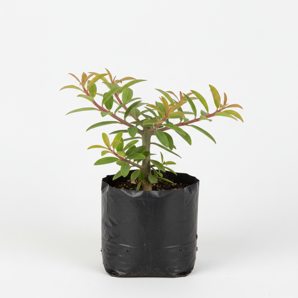 Planta ornamental Pedilantus - Vivero ORNAPLANT Cuautla