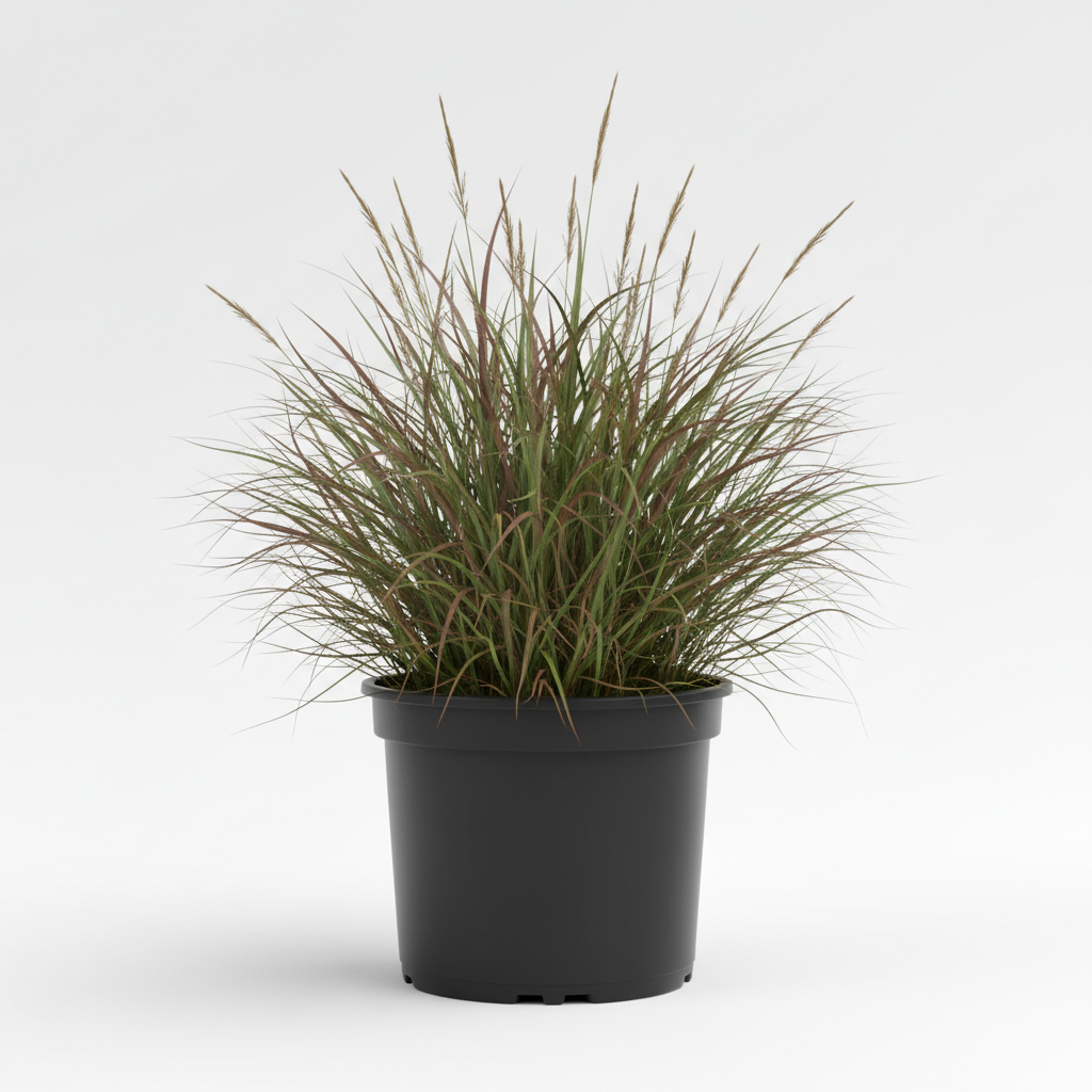 Planta ornamental Pasto Canguro - Vivero ORNAPLANT Cuautla