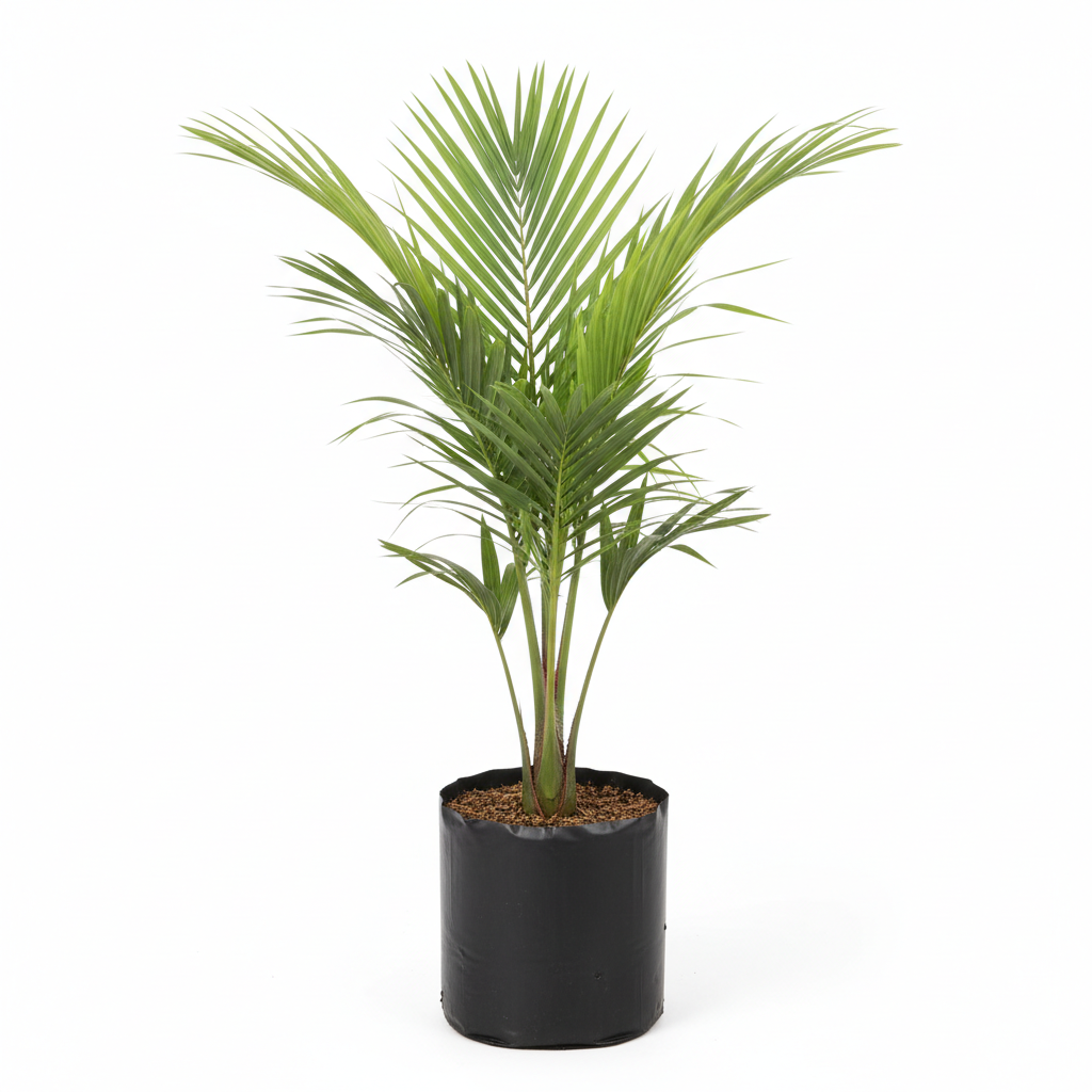 Planta ornamental Palma Coco Comun - Vivero ORNAPLANT Cuautla