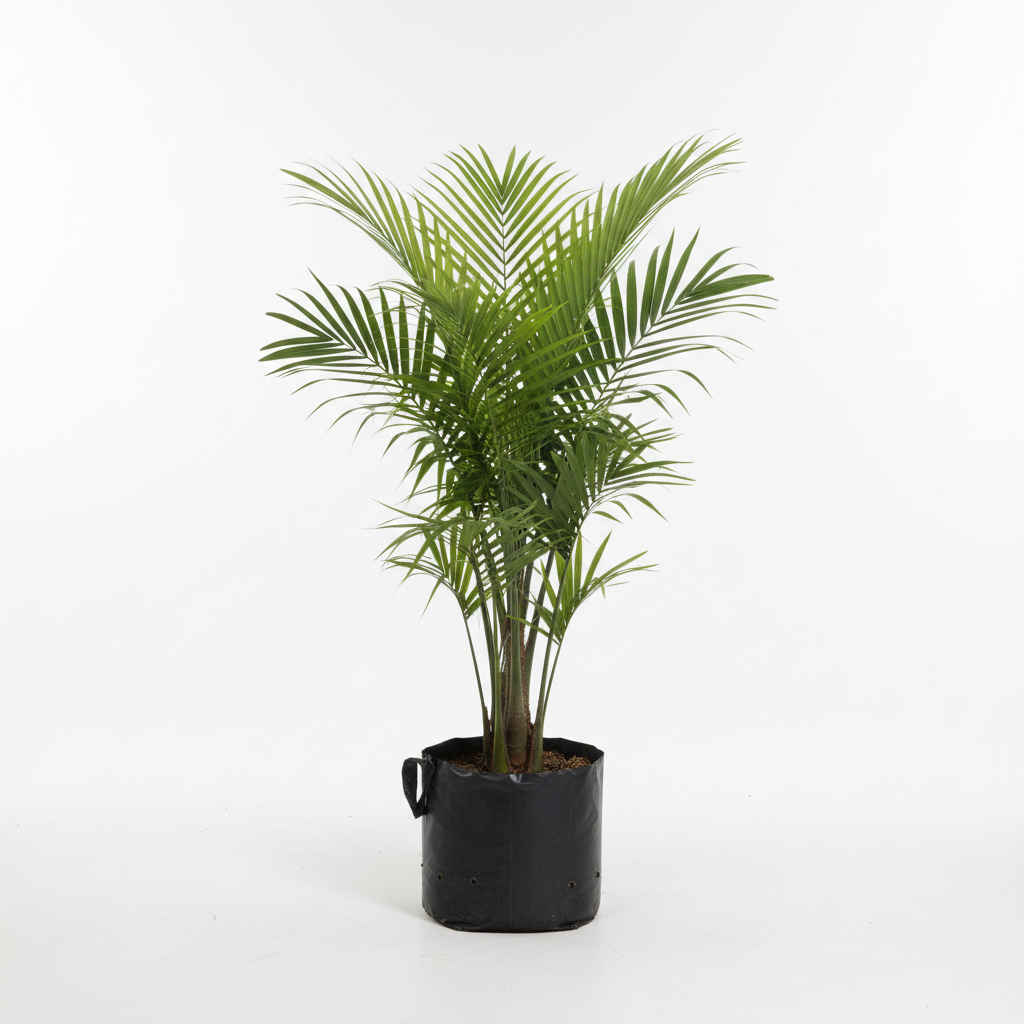 Planta ornamental Palma Coco Plumoso - Vivero ORNAPLANT Cuautla