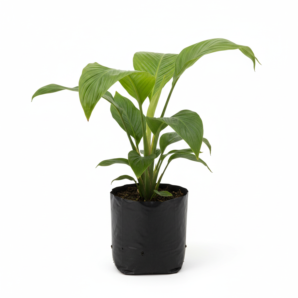 Planta ornamental Palma Crepe - Vivero ORNAPLANT Cuautla