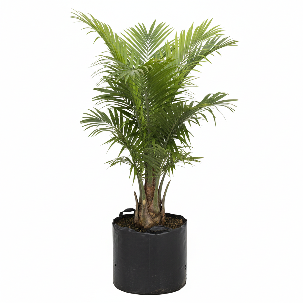 Planta ornamental Palma Cola De Zorro - Vivero ORNAPLANT Cuautla