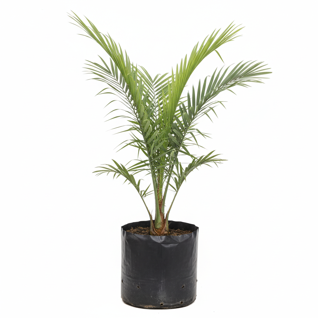 Planta ornamental Palma Datilera - Vivero ORNAPLANT Cuautla