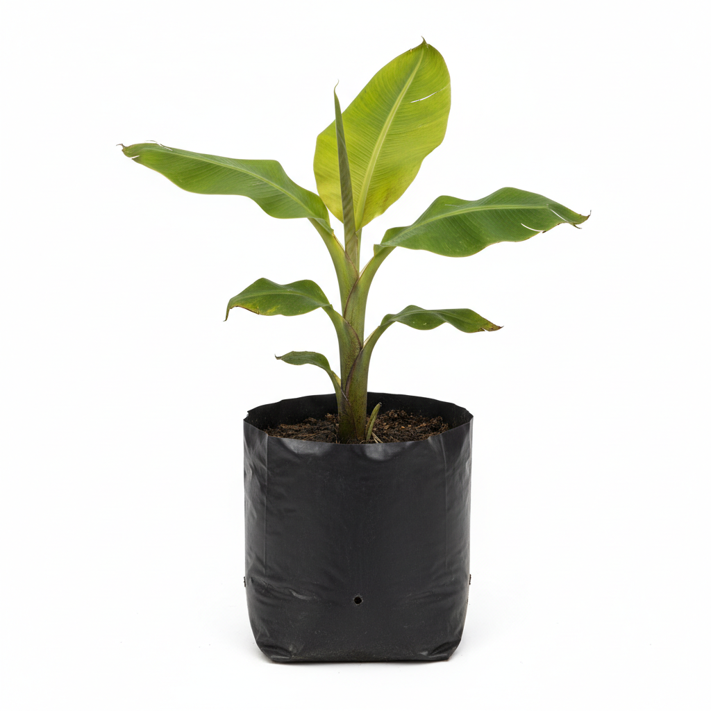 Planta ornamental Platano Dominico - Vivero ORNAPLANT Cuautla