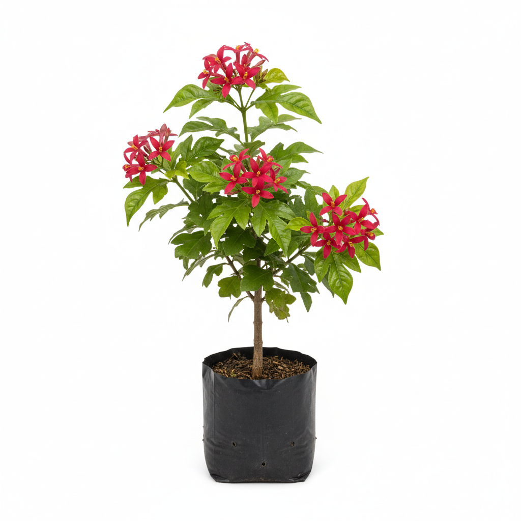 Planta ornamental Peregrina - Vivero ORNAPLANT Cuautla