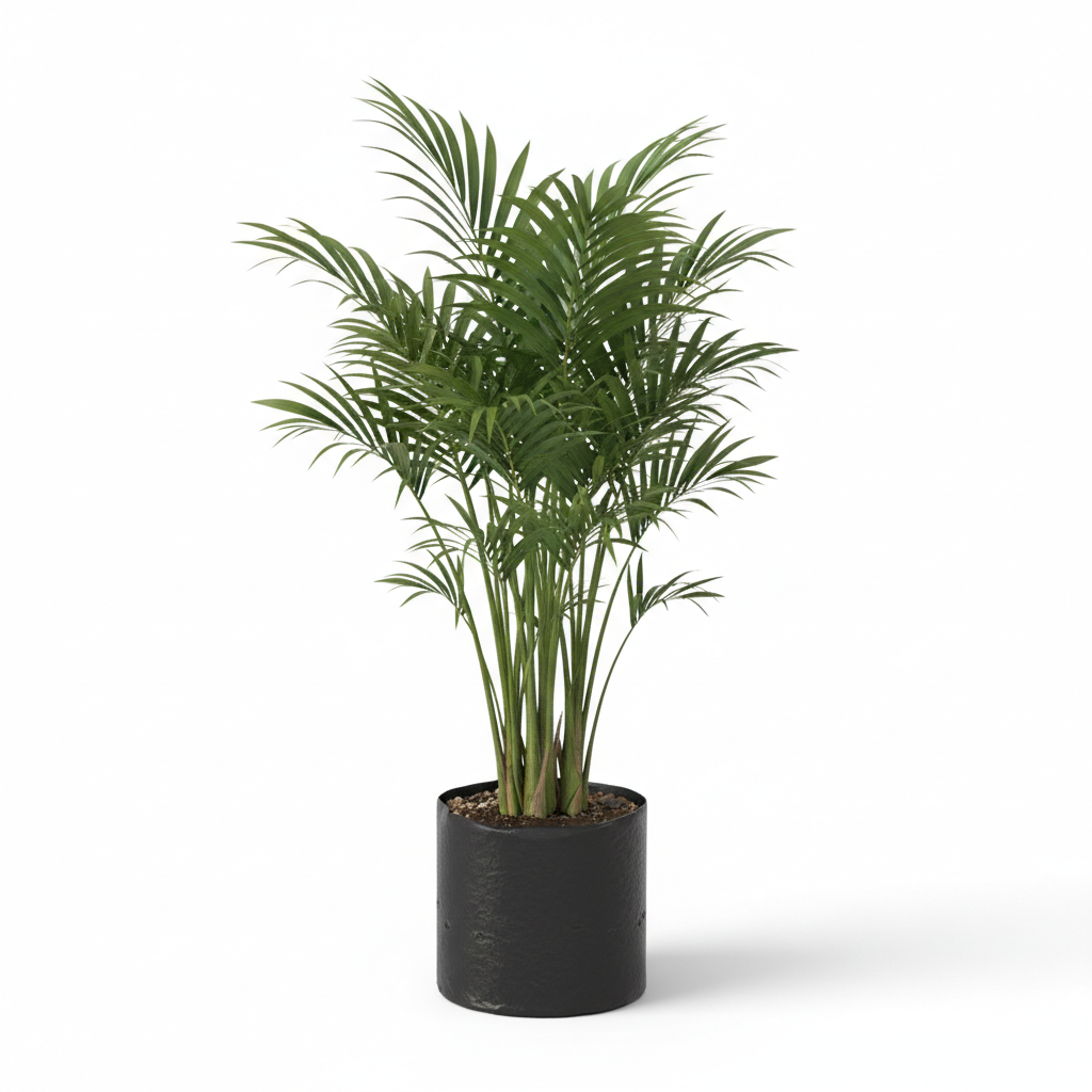 Planta ornamental Palma Estrella - Vivero ORNAPLANT Cuautla