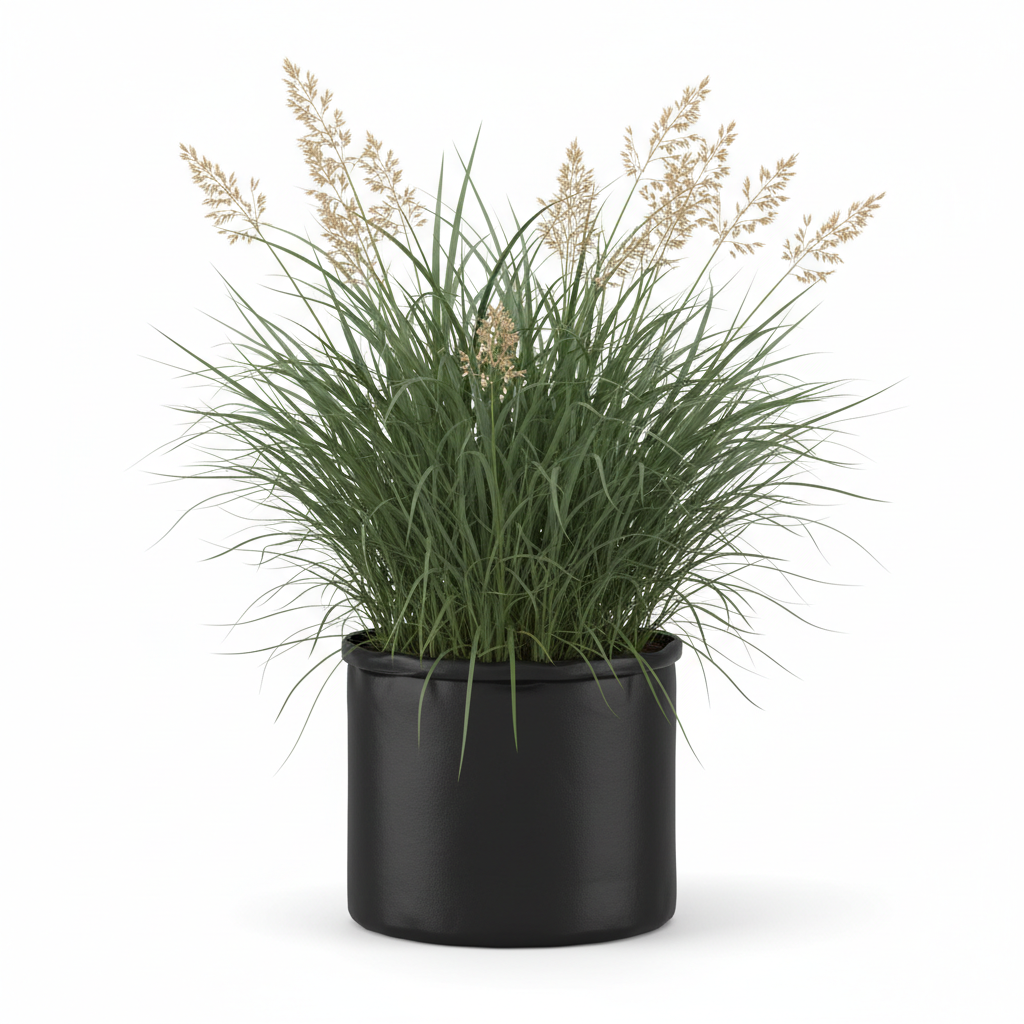 Planta ornamental Pasto Fistuca - Vivero ORNAPLANT Cuautla