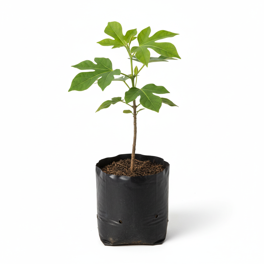 Planta ornamental Piñon De Fruta - Vivero ORNAPLANT Cuautla