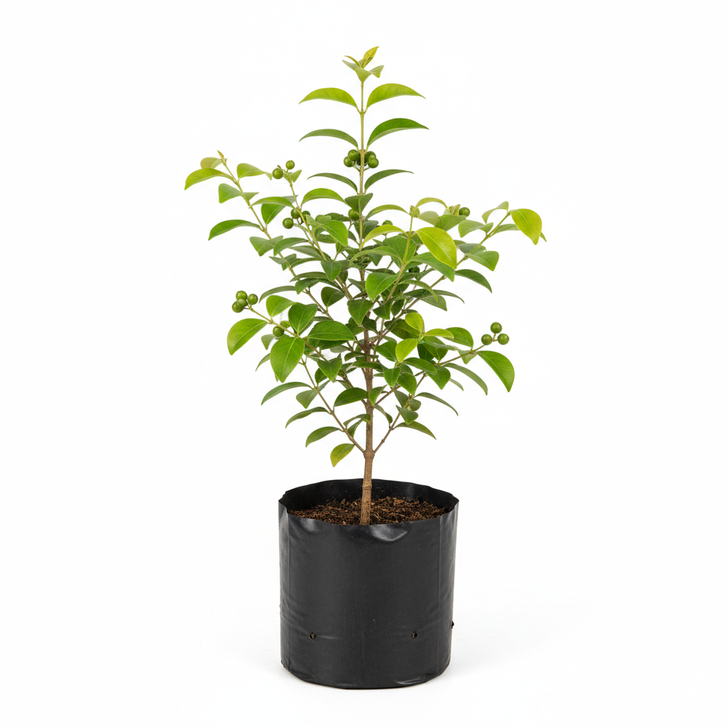 Planta ornamental Pimienta Gorda - Vivero ORNAPLANT Cuautla