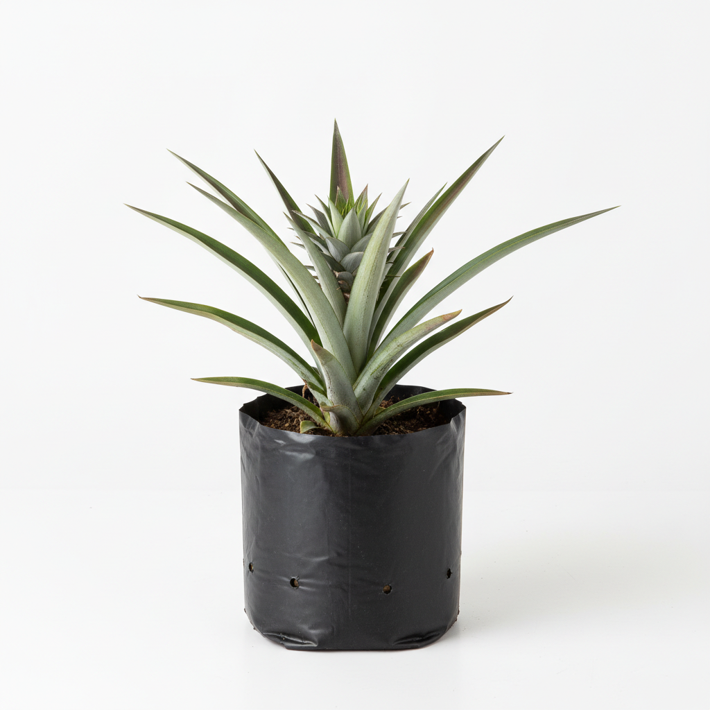 Planta ornamental Piña - Vivero ORNAPLANT Cuautla