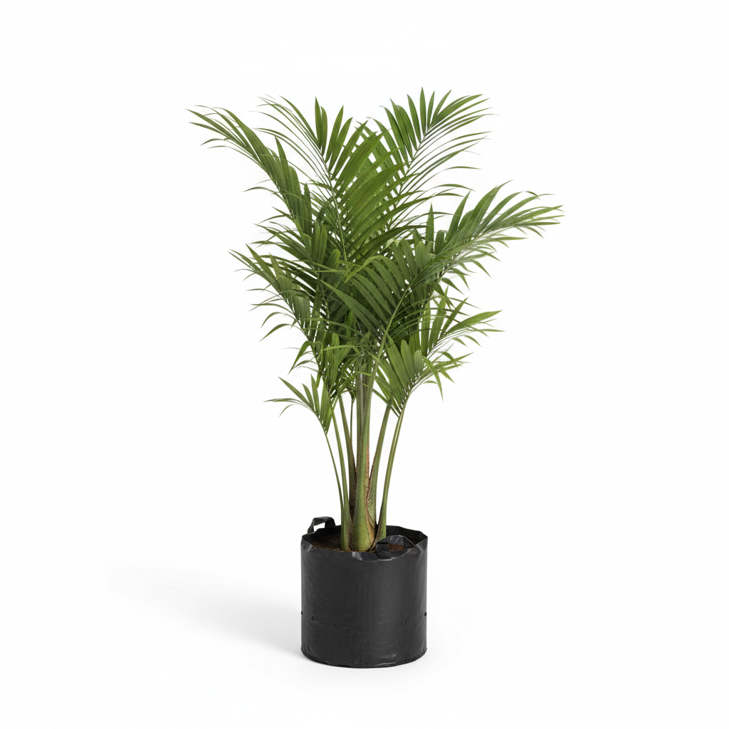 Planta ornamental Palma Kerpiz - Vivero ORNAPLANT Cuautla