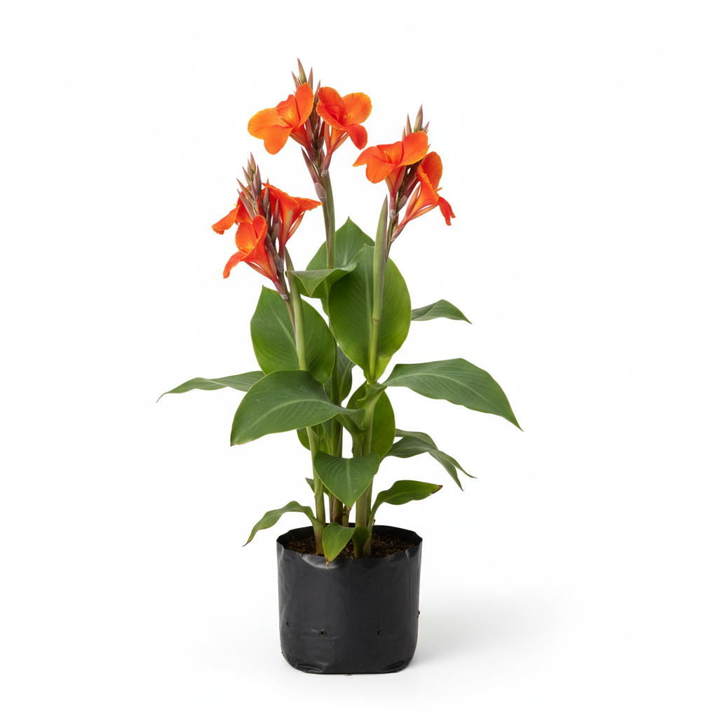 Planta ornamental Platanillo - Vivero ORNAPLANT Cuautla
