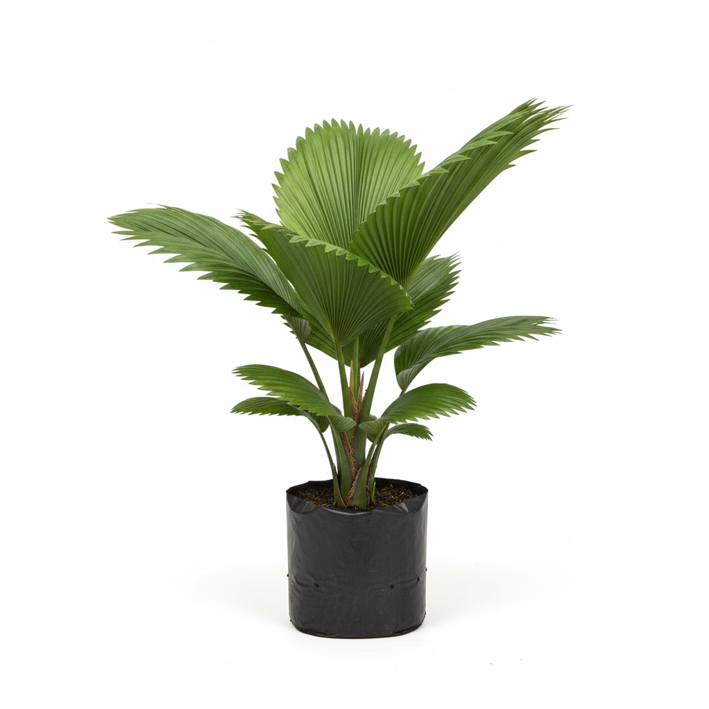 Planta ornamental Palma Licuala - Vivero ORNAPLANT Cuautla