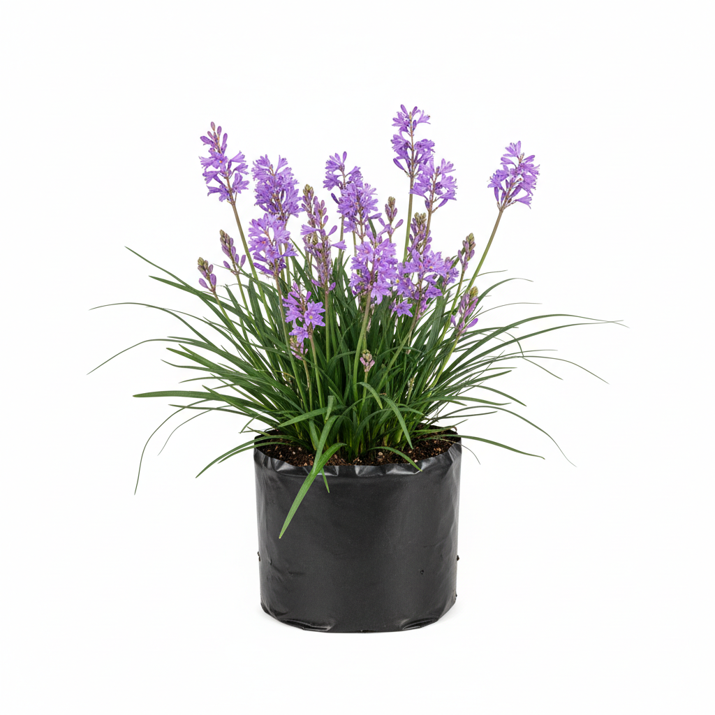 Planta ornamental Pasto Liriope Rayado - Vivero ORNAPLANT Cuautla