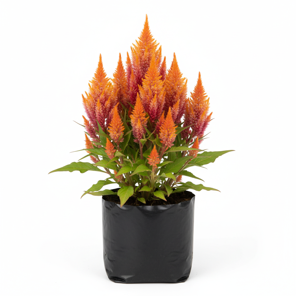 Planta ornamental Plumifero - Vivero ORNAPLANT Cuautla