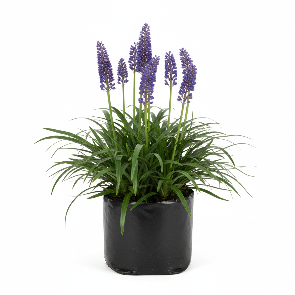 Planta ornamental Pasto Liriope Verde - Vivero ORNAPLANT Cuautla
