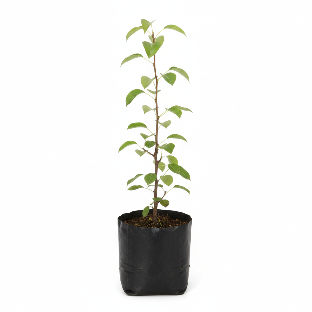 Planta ornamental Pera Mantequilla - Vivero ORNAPLANT Cuautla