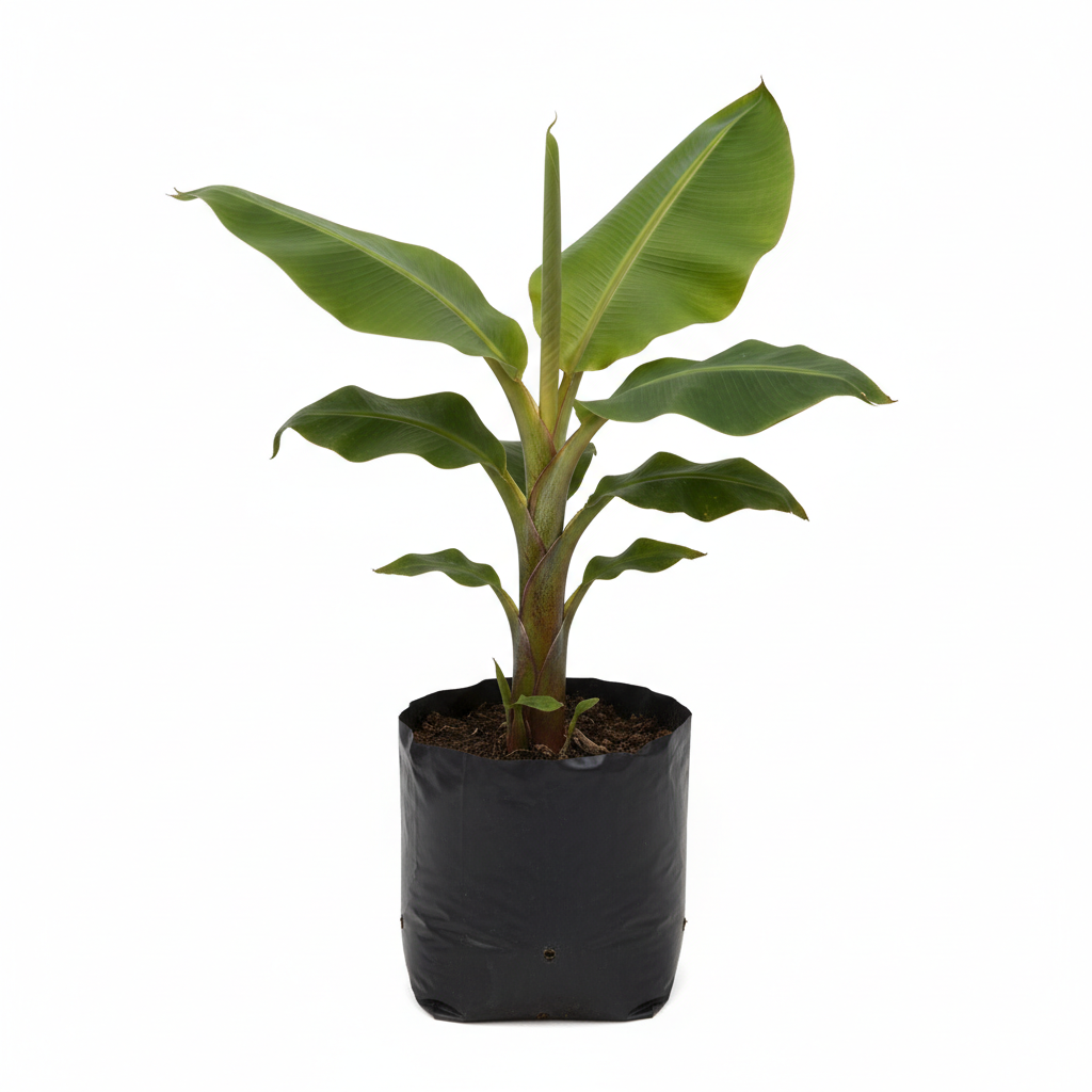 Planta ornamental Platano Macho - Vivero ORNAPLANT Cuautla