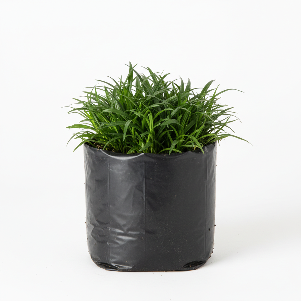 Planta ornamental Pasto Monki - Vivero ORNAPLANT Cuautla